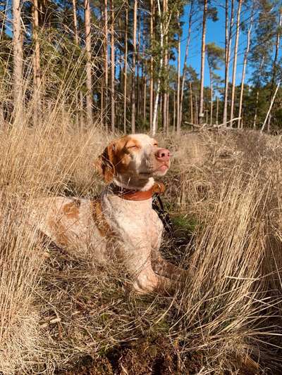 TierschutzhundeStammtisch🐕-Beitrag-Bild