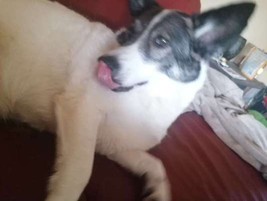 Tongue Out Tuesday-Beitrag-Bild