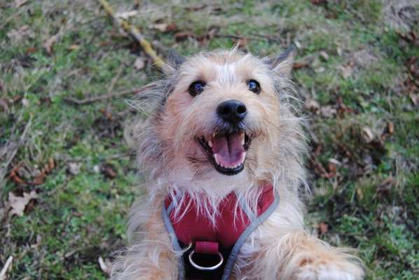 Dogorama Photo Challenge - Portrait-Beitrag-Bild