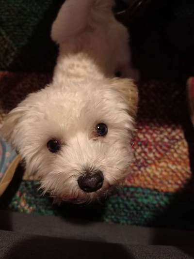 Havaneser dabei?:)-Beitrag-Bild