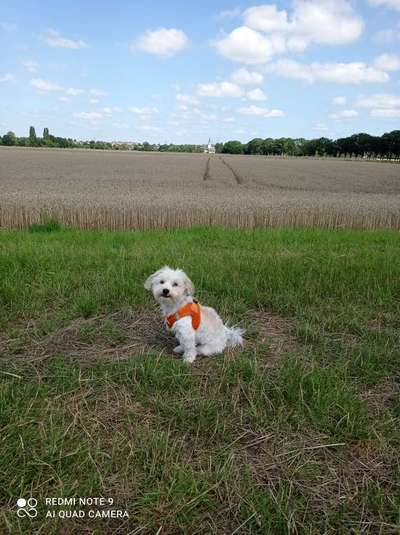 Havaneser dabei?:)-Beitrag-Bild