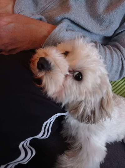 Havaneser dabei?:)-Beitrag-Bild