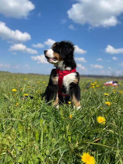 Fotochallenge No. 26                                     Wald und Wiese-Beitrag-Bild