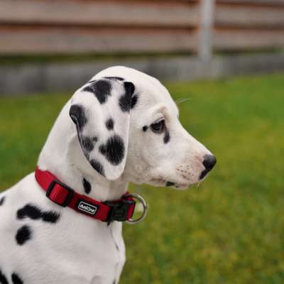 Hundetreffen-Hundespaziergang in und um Mendig-Bild