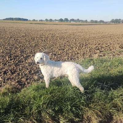 Hundetreffen-Gassi Runden im Taubertal