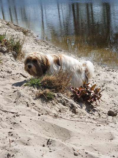 Dogorama-Monats-Challenge-Mai "Wasser"-Beitrag-Bild