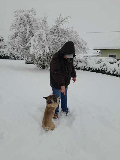 Französische Bulldoggen-Beitrag-Bild