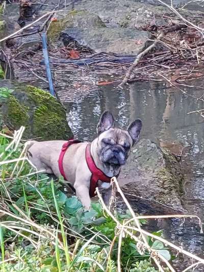 Französische Bulldoggen-Beitrag-Bild