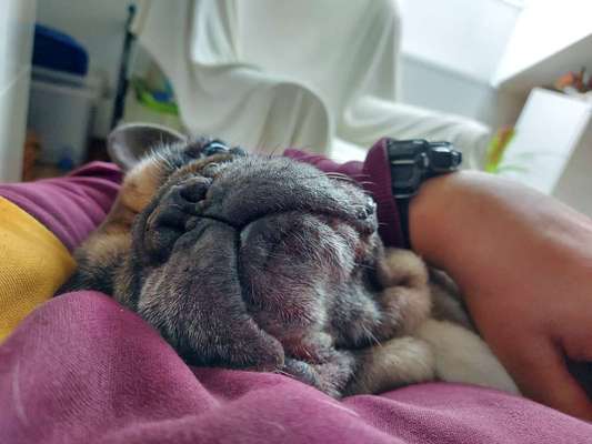 Französische Bulldoggen-Beitrag-Bild