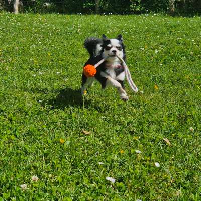Hundetreffen-Kleine Hunde-Bild