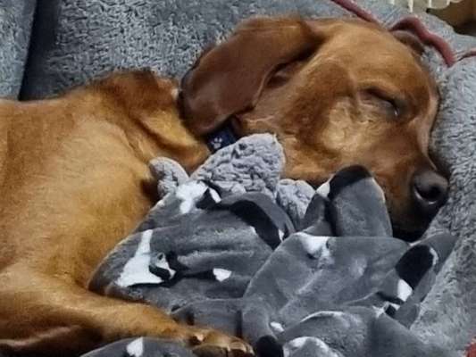 Dogorama Photo Challenge - Portrait-Beitrag-Bild