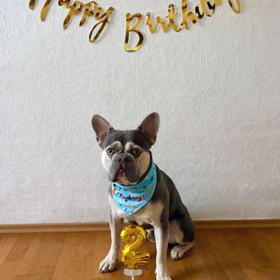aktuelles Foto Gruppe Französische Bulldogge