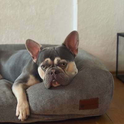 aktuelles Foto Gruppe Französische Bulldogge