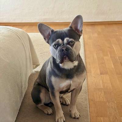 aktuelles Foto Gruppe Französische Bulldogge