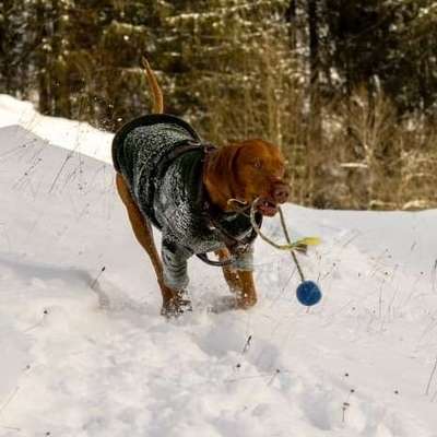 Hundetreffen-Kumpel /in zum Spazieren gehen & Spielen gesucht-Bild