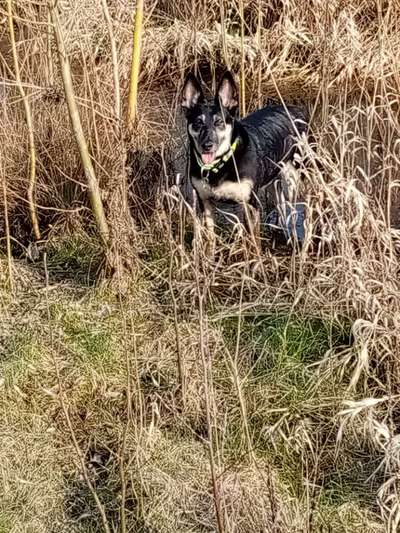 Muskelzittern-Beitrag-Bild