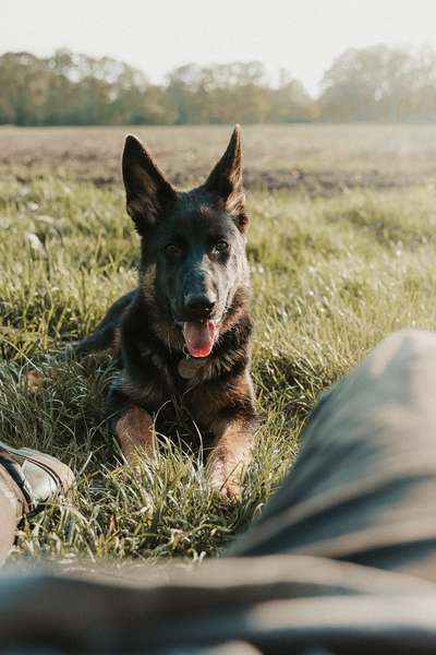 Die Dogorama Monats Challenge "Es grünt und blüht"-Beitrag-Bild