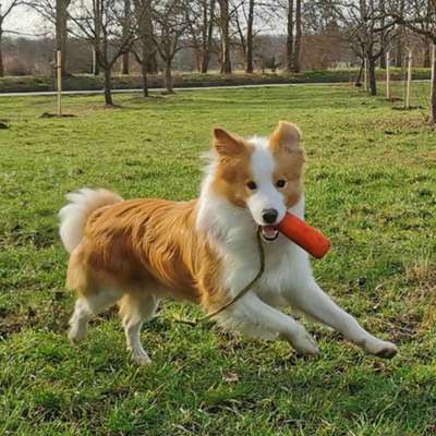 Gibt's hier noch mehr Border Collies???-Beitrag-Bild