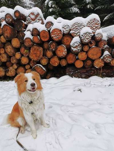 Die Dogorama Kalender Challenge Teil 2/4-Beitrag-Bild