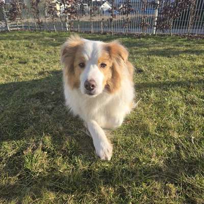 Hundetreffen-Gassirunde Lonetal-Bild