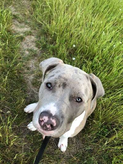 Hundetreffen-Toben und  sozialkontakt-Bild