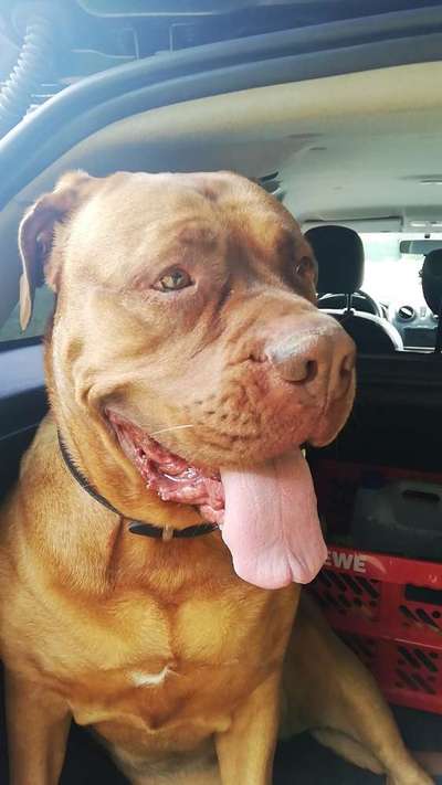 Bordeaux Dogge-Beitrag-Bild