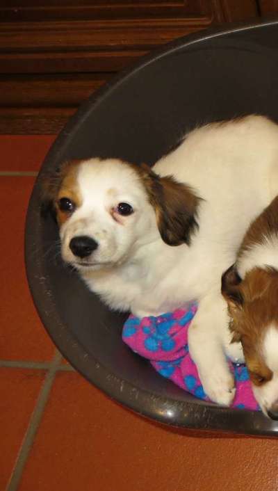 Das erste Bild eures Hundes-Beitrag-Bild