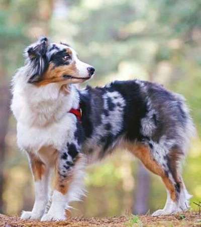 Zeigt mal die schönsten Bilder von euren Hunden !-Beitrag-Bild