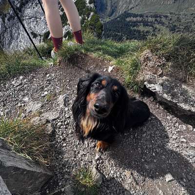 Hundetreffen-Gemeinsame Gassirunden-Bild