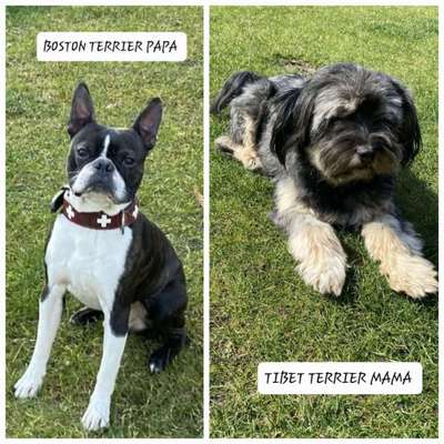 Unsere Fellnasen-Vielfalt im Überblick!-Beitrag-Bild