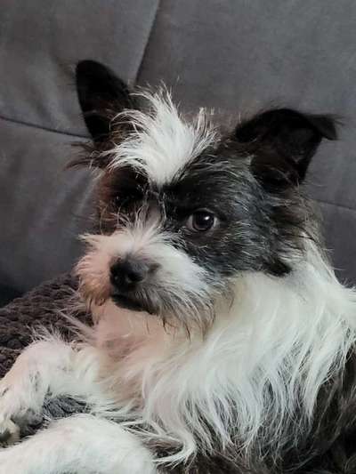 Unsere Fellnasen-Vielfalt im Überblick!-Beitrag-Bild