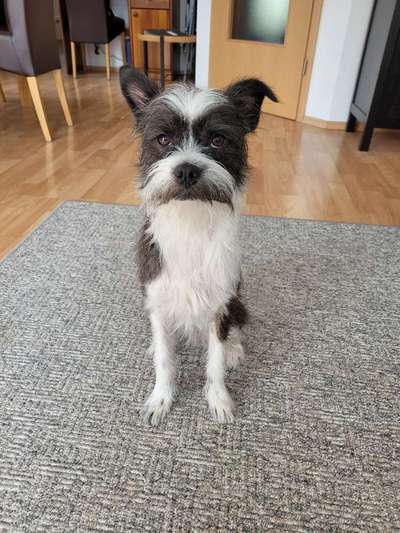 Unsere Fellnasen-Vielfalt im Überblick!-Beitrag-Bild