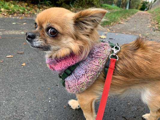 Kleidung für Chihuahua Mädchen (5 Monate jung)-Beitrag-Bild