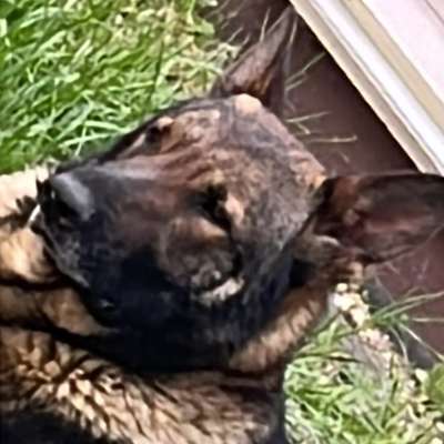 Hundetreffen-Freut sich über jeden-Bild