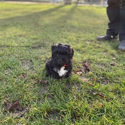 Hundetreffen-Playdate im Schlosspark 🐶🐶-Bild