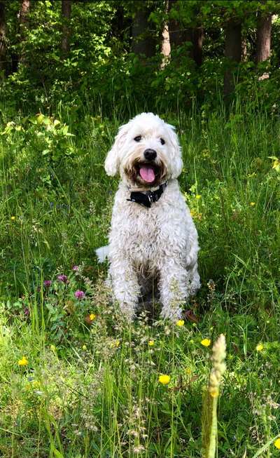 Die Dogorama Monats Challenge "Es grünt und blüht"-Beitrag-Bild