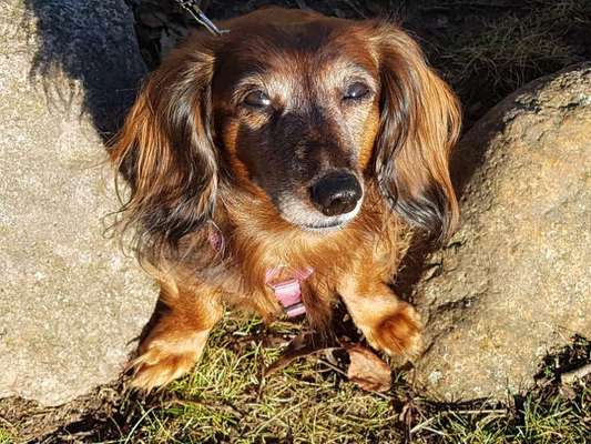 Die Dogorama Kalender Challenge Teil 3/4-Beitrag-Bild