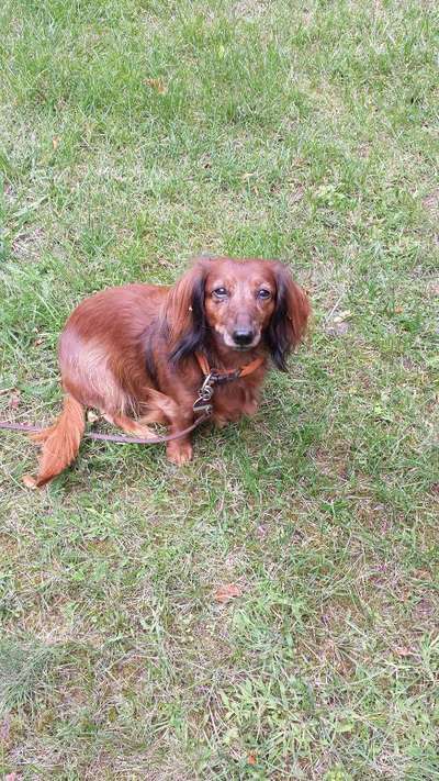 wo sind die Dackelfreunde-Beitrag-Bild