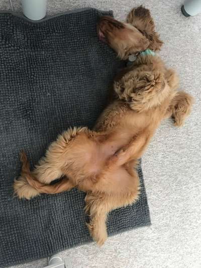 Die Dogorama Wochen Challenge-Beitrag-Bild