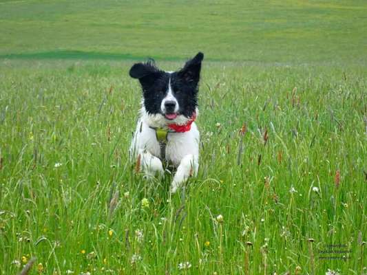 Die Dogorama Monats Challenge "Es grünt und blüht"-Beitrag-Bild