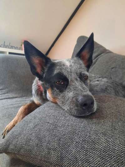 Australian Cattle Dog-Beitrag-Bild