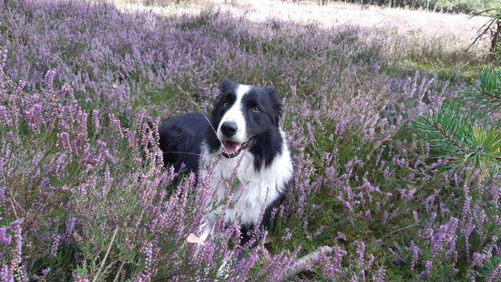 Fotochallange 63: "Dein blühendes Hündchen"-Beitrag-Bild
