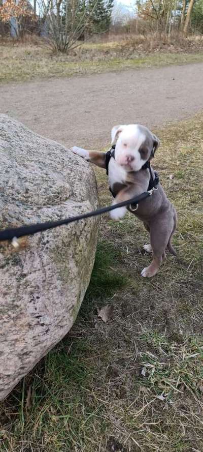 Welche Hunderasse-Beitrag-Bild