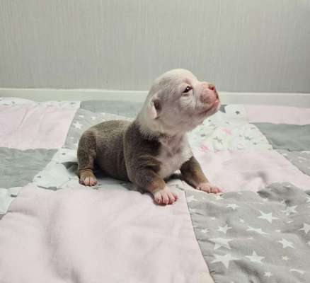 Welche Hunderasse-Beitrag-Bild