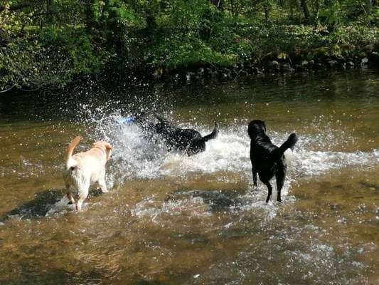 Hundetreffen-Retriever Treffen in und um Hattersheim-Bild