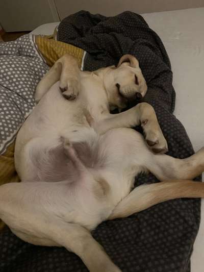 Challenge Nr 14
Eure Fellnasen auf ihrem Lieblingsplatz-Beitrag-Bild