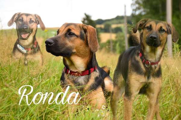 Photomontagen mit Hund-Beitrag-Bild