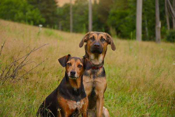Auslandstierschutz-Beitrag-Bild