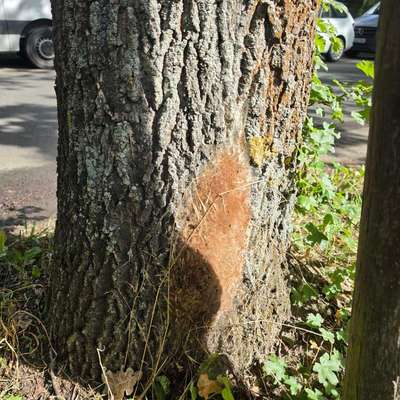 Giftköder-EPS Nest auf Hundehöhe-Bild