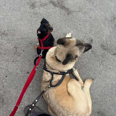 Hundetreffen-Welpentreff-Bild